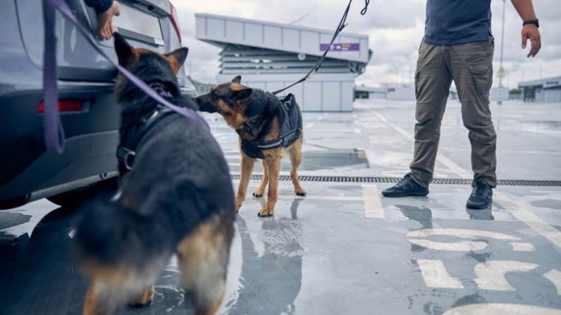 Drug Dogs performing an external search