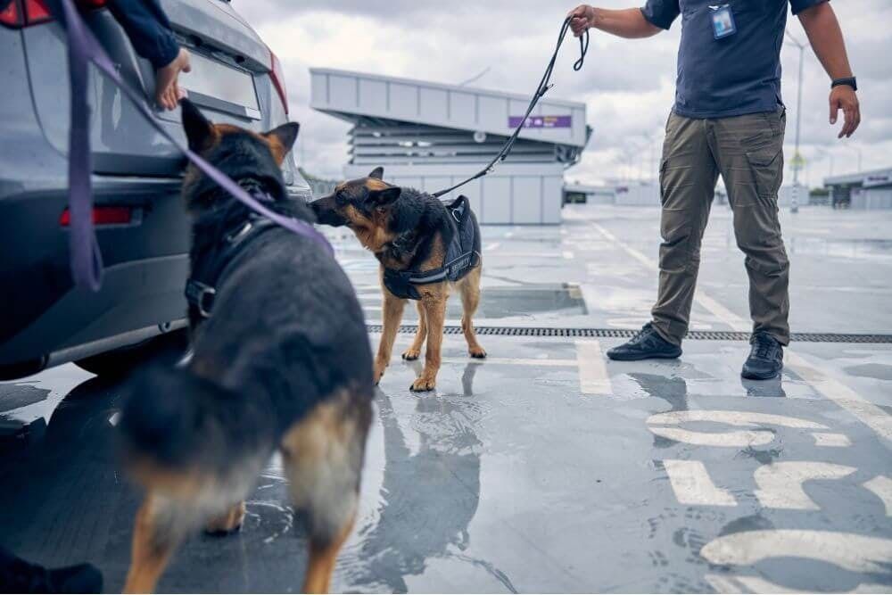 Drug Dogs performing an external search